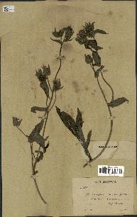 spécimen de Picris echioides