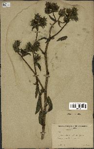 spécimen de Picris echioides