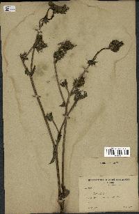spécimen de Picris echioides