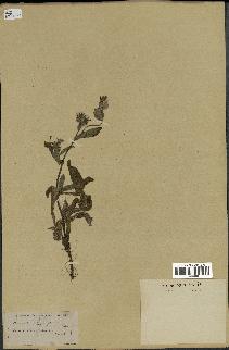 spécimen de Picris echioides