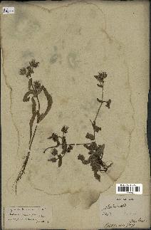 spécimen de Picris echioides