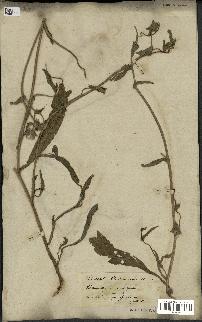 spécimen de Picris echioides