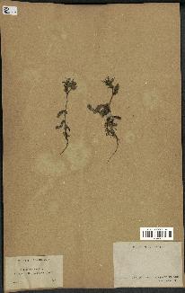 spécimen de Picris echioides