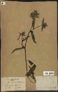 spécimen de Picris echioides