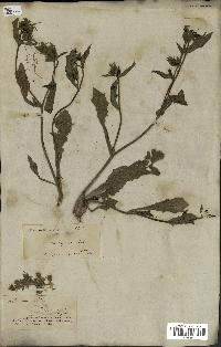 spécimen de Picris echioides