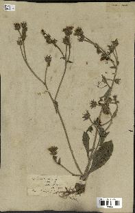 spécimen de Picris echioides