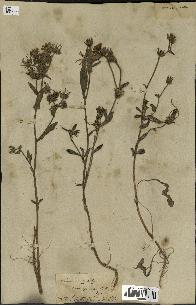 spécimen de Picris echioides