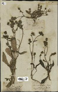 spécimen de Picris echioides