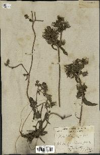 spécimen de Picris echioides