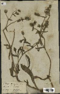 spécimen de Picris echioides