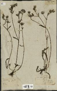 spécimen de Picris echioides