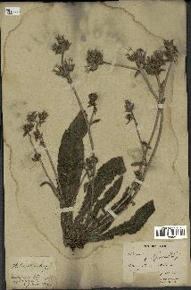 spécimen de Picris echioides