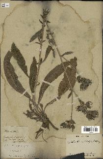 spécimen de Picris echioides