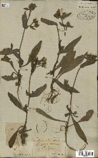 spécimen de Picris echioides