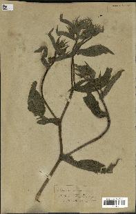 spécimen de Picris echioides