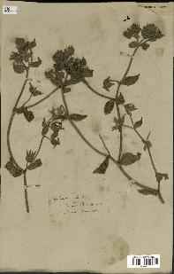 spécimen de Picris echioides