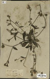 spécimen de Picris echioides