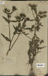 spécimen de Picris echioides