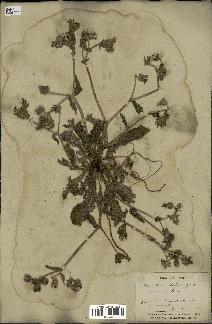 spécimen de Picris echioides