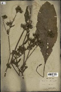 spécimen de Picris echioides