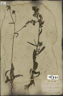 spécimen de Picris echioides