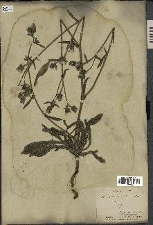 spécimen de Picris echioides