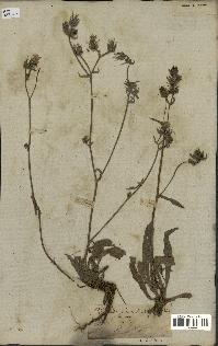 spécimen de Picris echioides