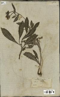 spécimen de Picris echioides