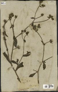spécimen de Picris echioides