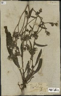 spécimen de Picris echioides