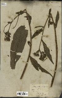 spécimen de Picris echioides