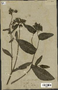spécimen de Picris echioides