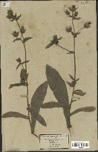 spécimen de Picris echioides