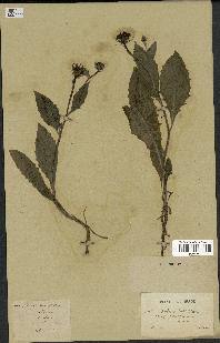 spécimen de Tolpis barbata