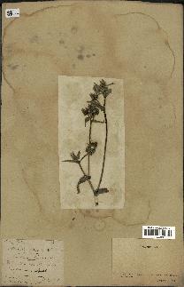 spécimen de Picris echioides