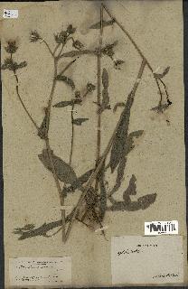 spécimen de Picris echioides