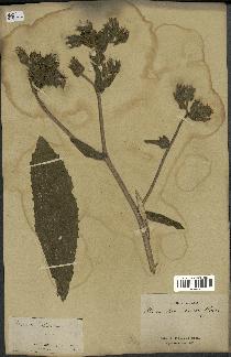 spécimen de Picris echioides