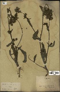 spécimen de Picris echioides