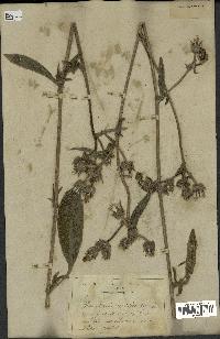 spécimen de Picris echioides