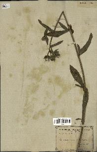 spécimen de Picris echioides