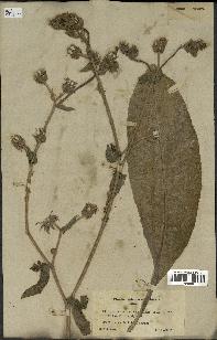 spécimen de Picris echioides