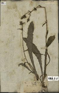 spécimen de Picris echioides