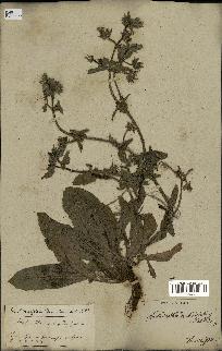spécimen de Picris echioides