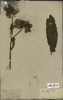 spécimen de Picris echioides