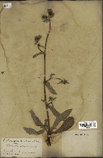 spécimen de Picris echioides