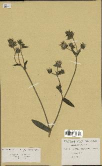 spécimen de Picris echioides