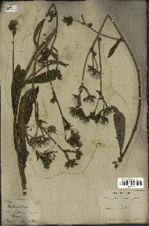 spécimen de Picris echioides