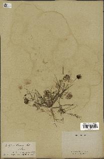 spécimen de Koelpinia linearis
