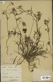 spécimen de Catananche arenaria