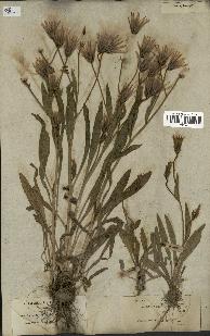spécimen de Catananche lutea